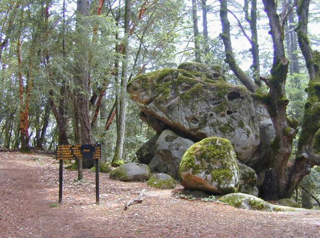 SVMTB Trail Day on Skyline Trail @Sanborn Park