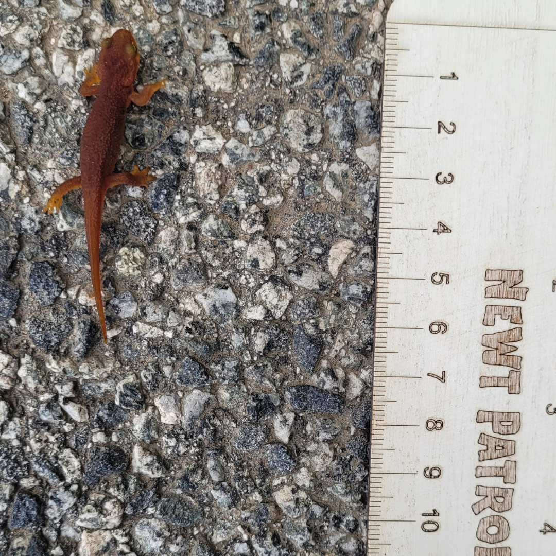 Meet the adorable California Newt